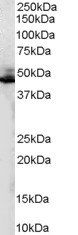 ADRB2R/ADRB2 Antibody