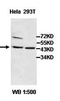 ADRM1 Rabbit Polyclonal Antibody