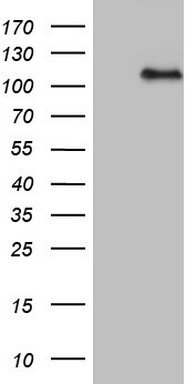 AF10 Antibody