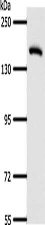 AFF2 Antibody