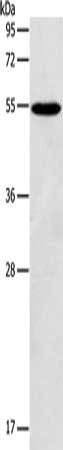 GPAT4 Antibody