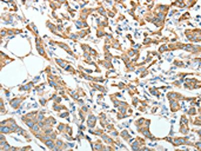 AGR3 Antibody