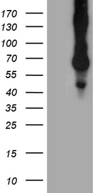 AGTPBP1 Antibody