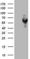 AGTPBP1 Antibody