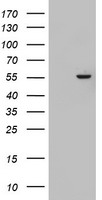AGTPBP1 Antibody