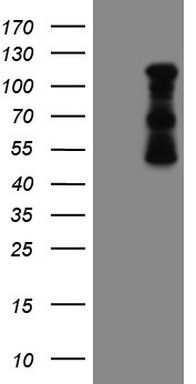 AGTPBP1 Antibody
