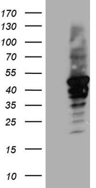 AHSA1 Antibody