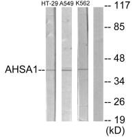 AHSA1 Antibody