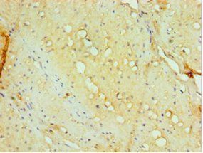 AHSP Antibody