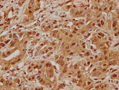 AJUBA Antibody
