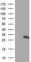 AK4 Antibody