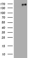 AKAP1 Antibody
