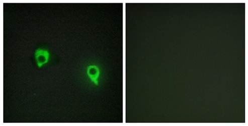 AKAP1 Antibody