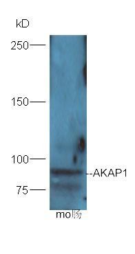 AKAP1 Rabbit Polyclonal Antibody