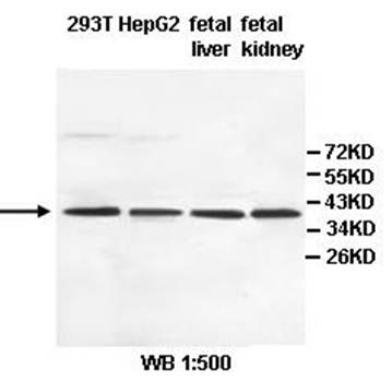 AKR1C1 Rabbit Polyclonal Antibody