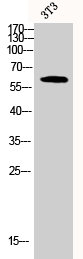 AKT2 Antibody