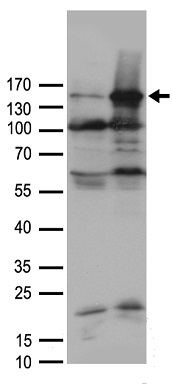 Aldehyde Oxidase Antibody