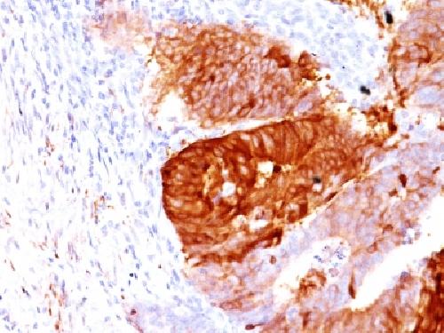 ALDH1A1 Antibody