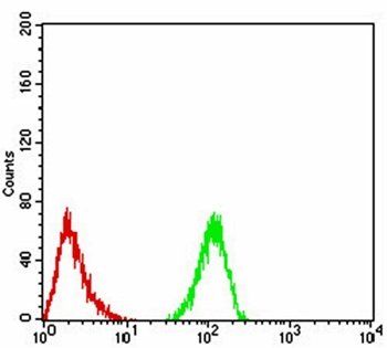 ALDH6A1 Antibody