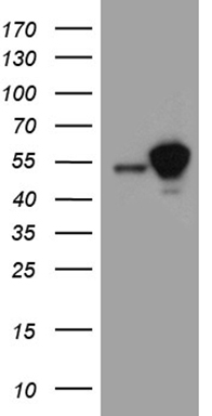ALPL Antibody