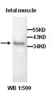 ALP Rabbit Polyclonal Antibody