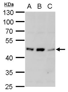 adrenoceptor alpha 1A Antibody