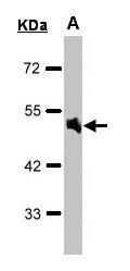 adrenoceptor alpha 1A Antibody