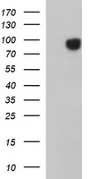 CRYAA Antibody