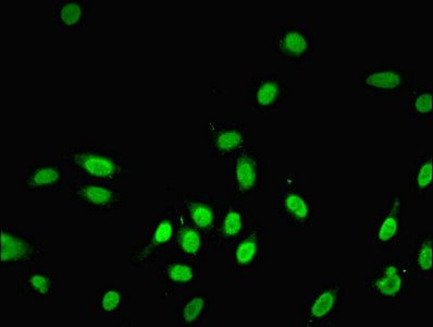 ENSA Antibody