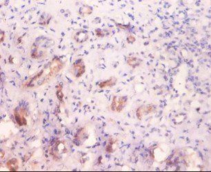 GLA Antibody (Biotin)