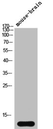 SNCA Antibody