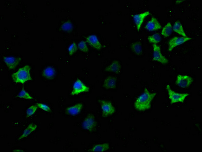 SNCA Antibody