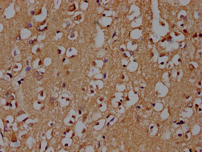 SNCA Antibody