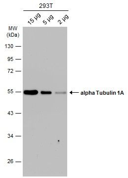 alpha Tubulin 1A antibody
