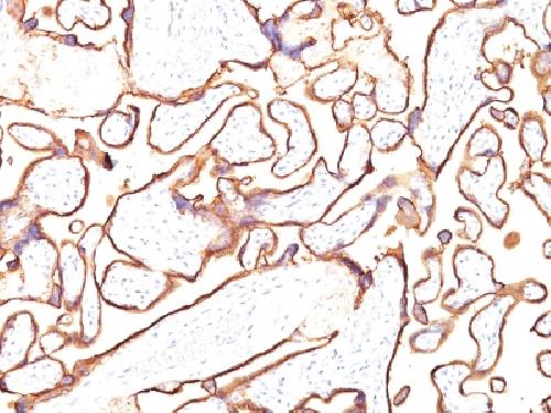 Alkaline Phosphatase (Placental) / PLAP (Germ Cell Tumor Marker) Antibody
