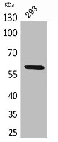 ALPP/ALPPL2 Antibody