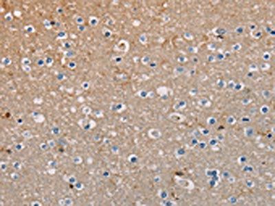 AMBRA1 Antibody