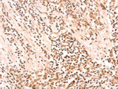 AMD1 Antibody