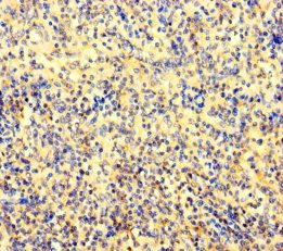 AMIGO1 Antibody