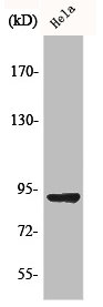 AMPD2 Antibody