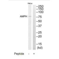 AMPH Antibody
