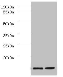 SAA1 Antibody