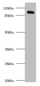 APP Antibody