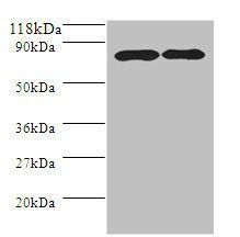 APP Antibody