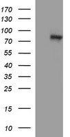 Amyloid Precursor Protein Antibody