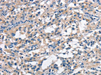 ANAPC1 Antibody