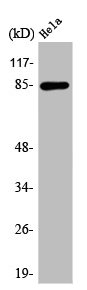 ANAPC5 Antibody