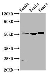 AGT Antibody