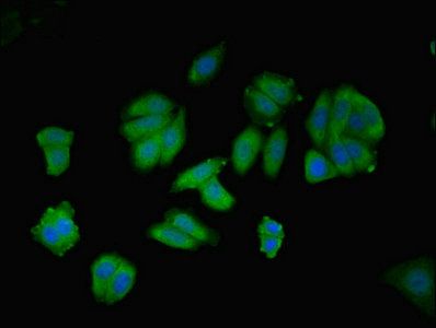 AGT Antibody