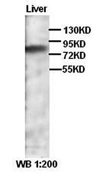 ANGPTL1 Rabbit Polyclonal Antibody